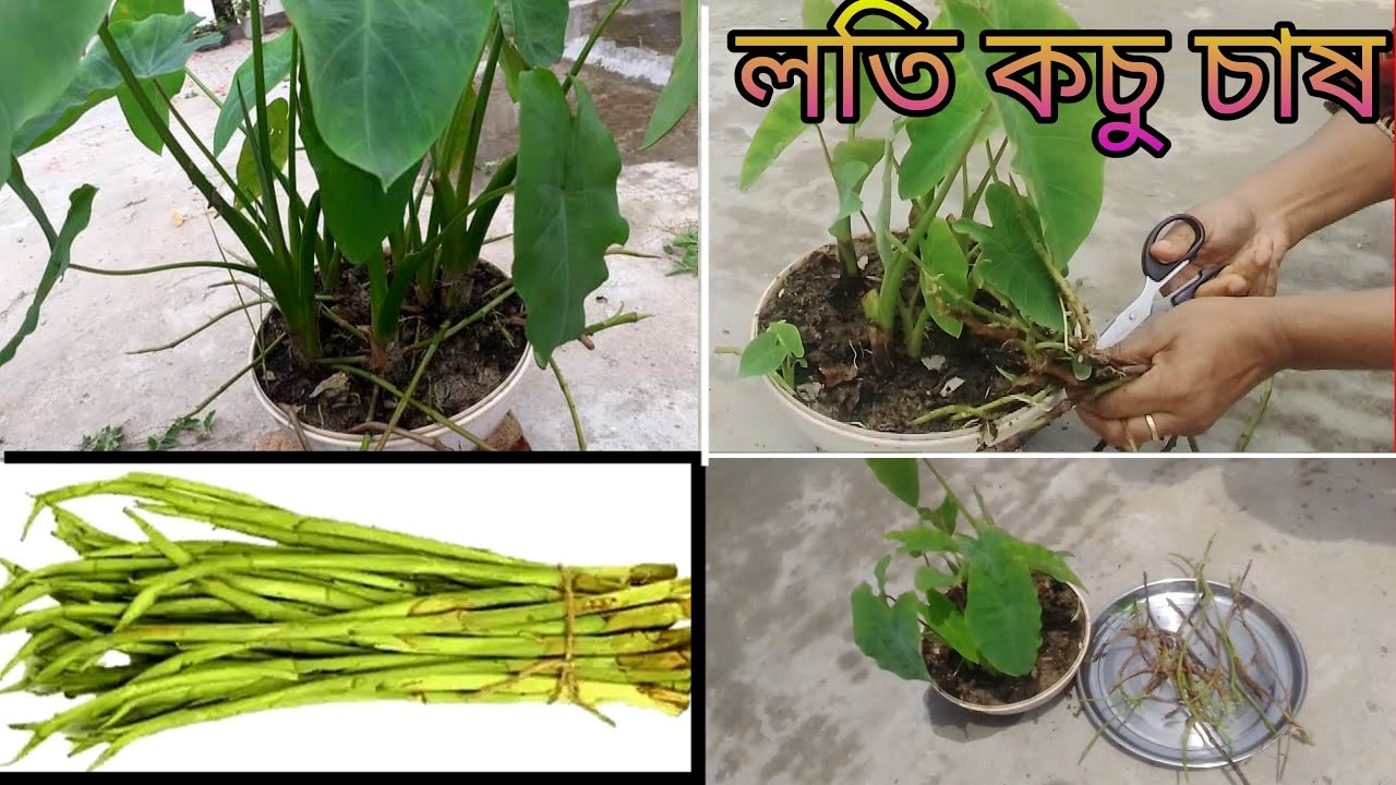 লতিরাজ কচু চাষ পদ্ধতি | লতি কচু চাষ পদ্ধতি | কচু চাষ পদ্ধতি | কচু কি ভাবে চাষ করতে হয়