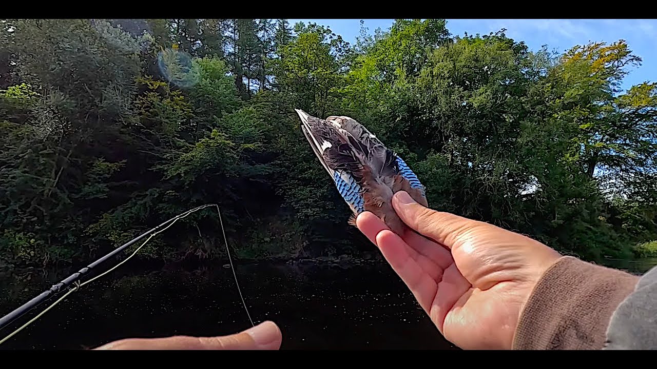 Dry Fly Fishing on the River Ayr with Davie McPhail