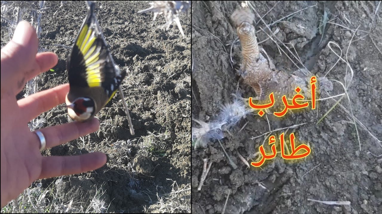 شاهد صيد طائر الحسون في البرية مع مصطفى بطريقة جهنمية صيد بكمية موسم 2025