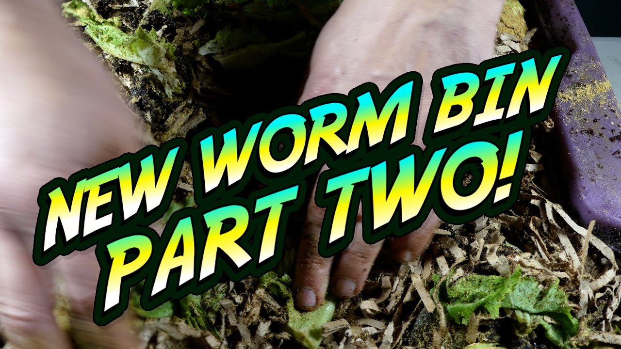 Did the WORMS MOVE UP? Two Week New Worm Bin UPDATE
