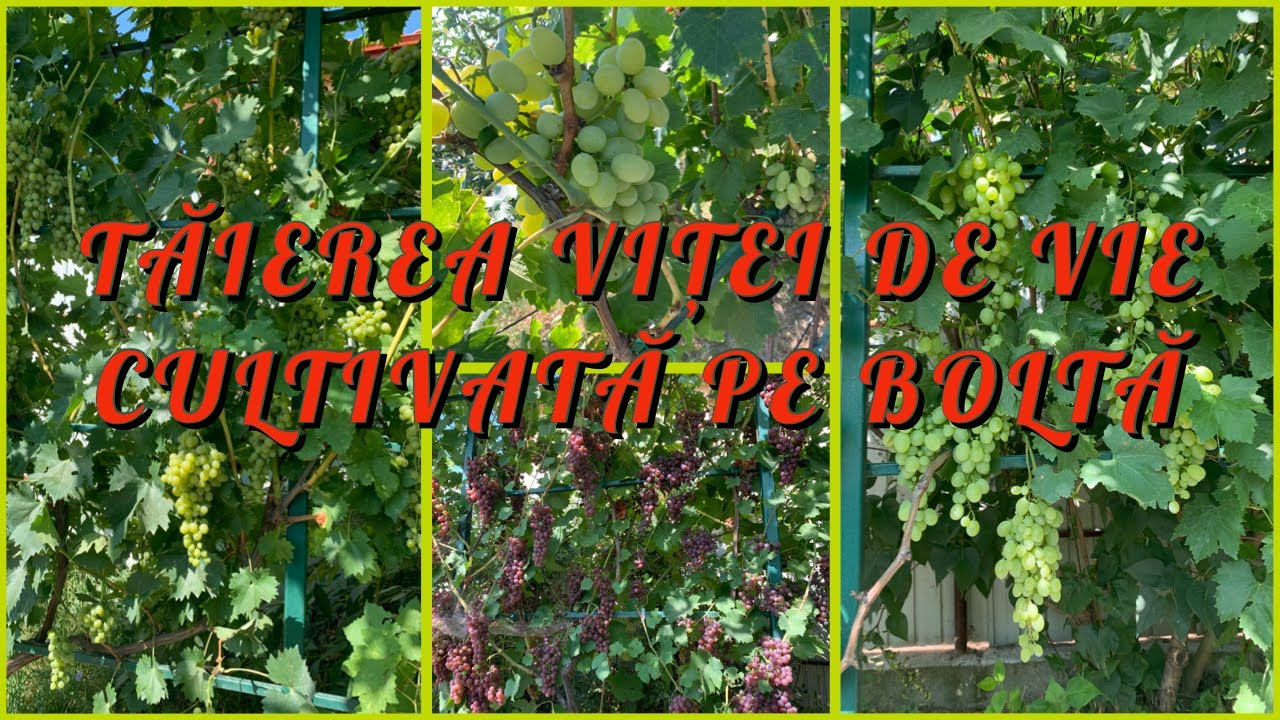 TĂIEREA VIȚEI DE VIE CULTIVATĂ PE BOLTĂ