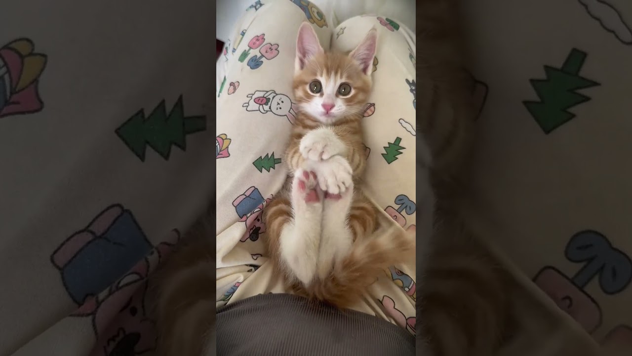 cute cat.#cat #cute #petpet pet#animals