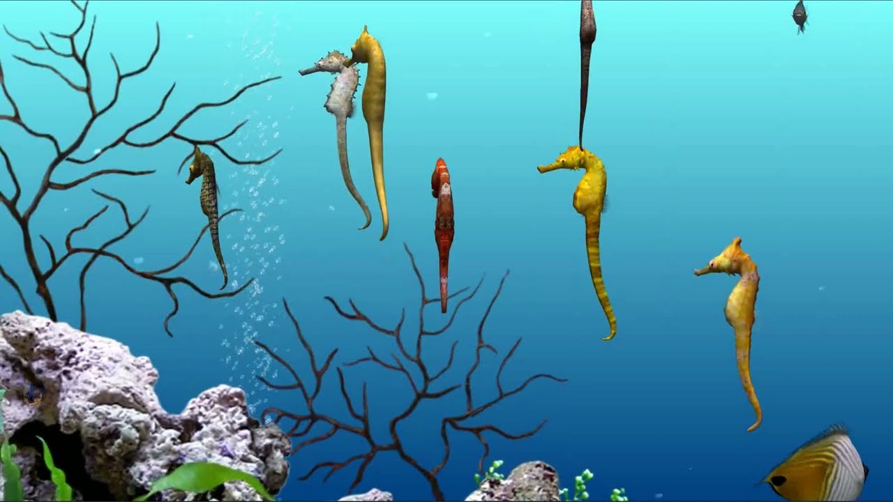 DigiFish Seahorse 3D screensaver