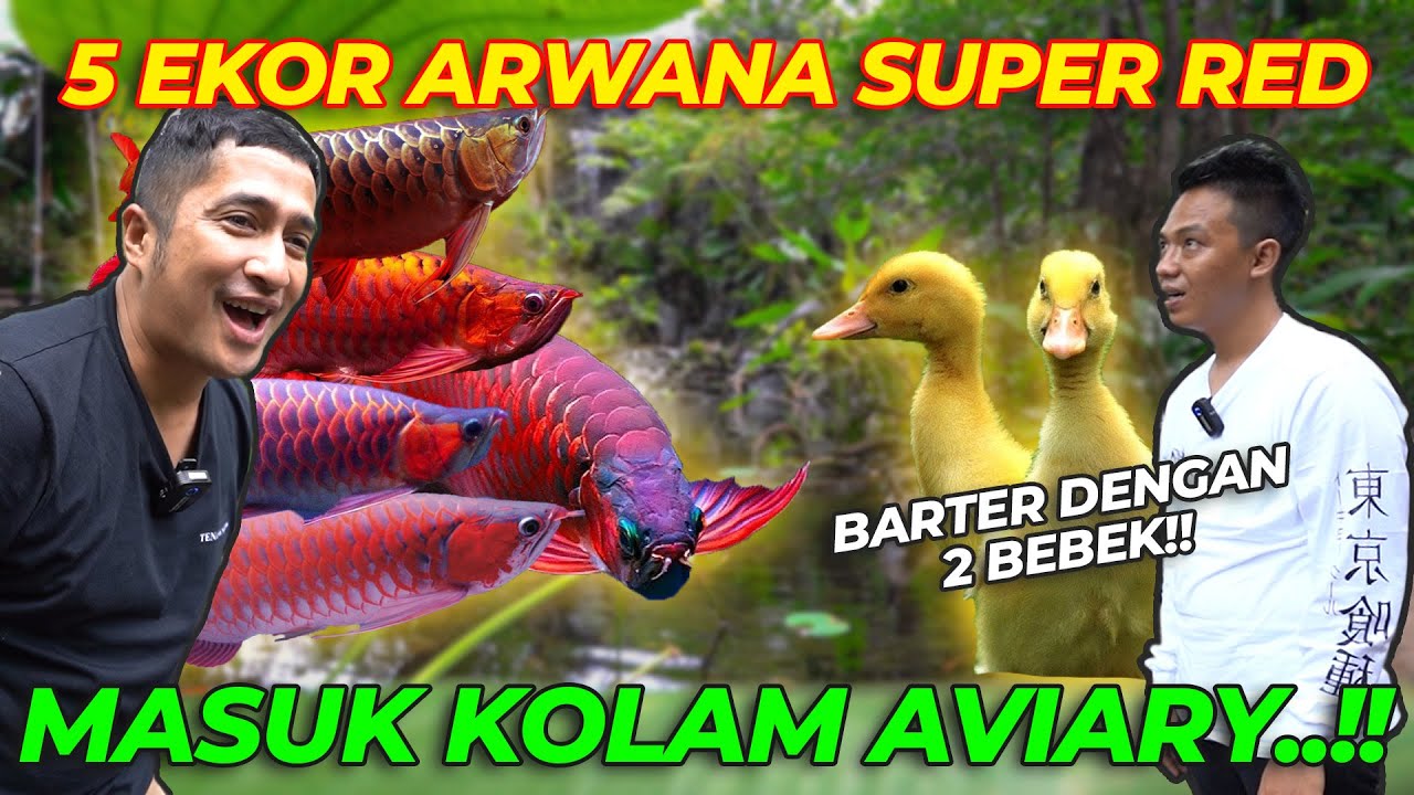 SEMAKIN MEWAH ❗ 5 EKOR ARWANA SUPER RED MASUK KE KOLAM AVIARY ❗❗