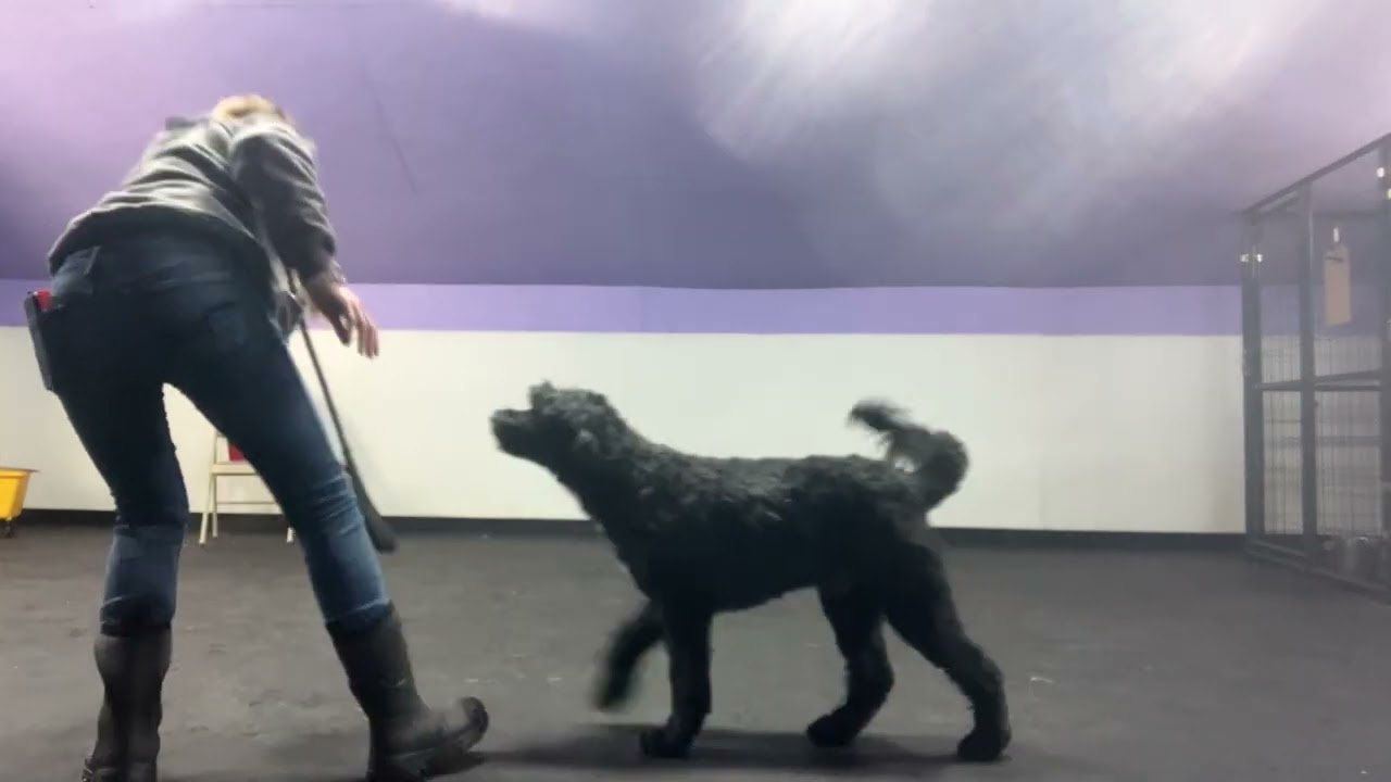 Archie- learning fetch 