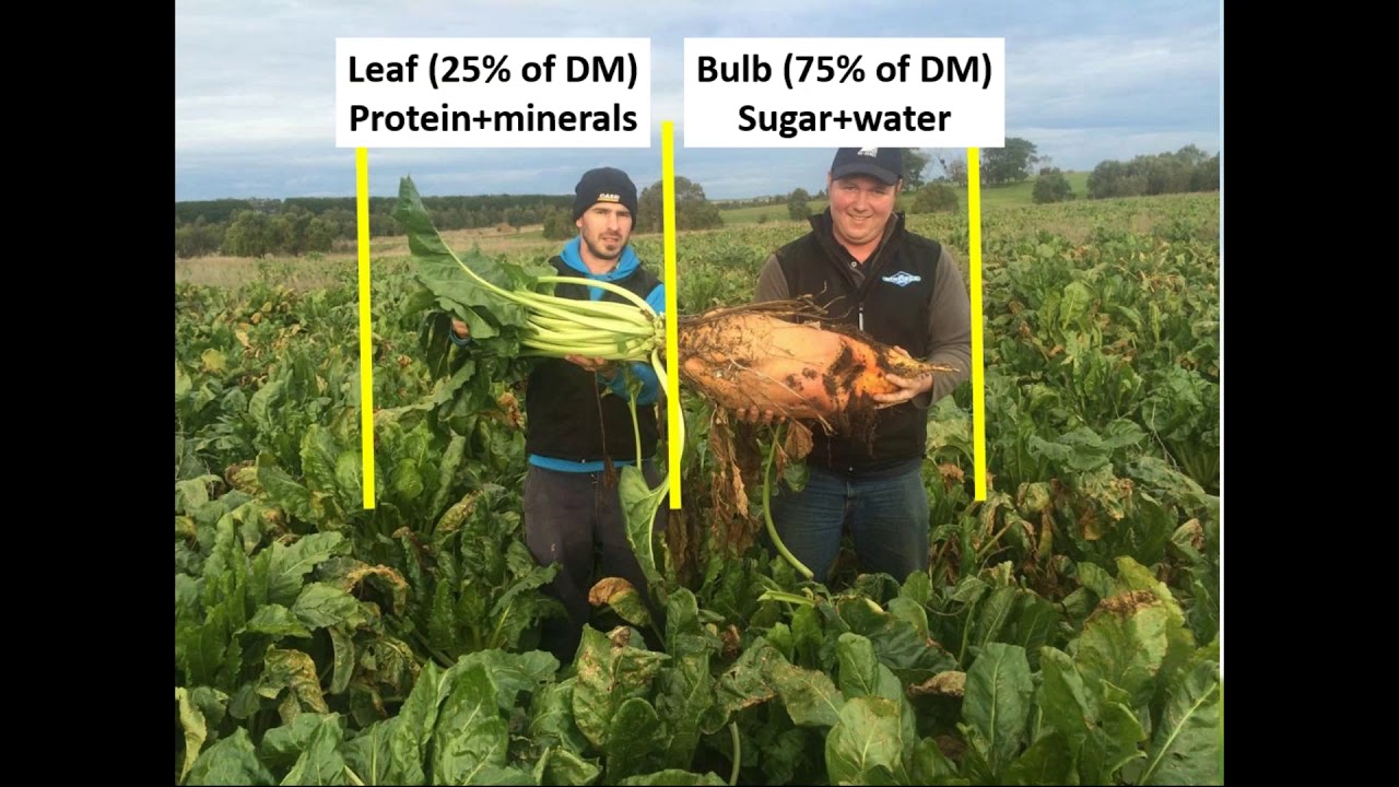 Webinar: Optimising fodder beet in livestock systems