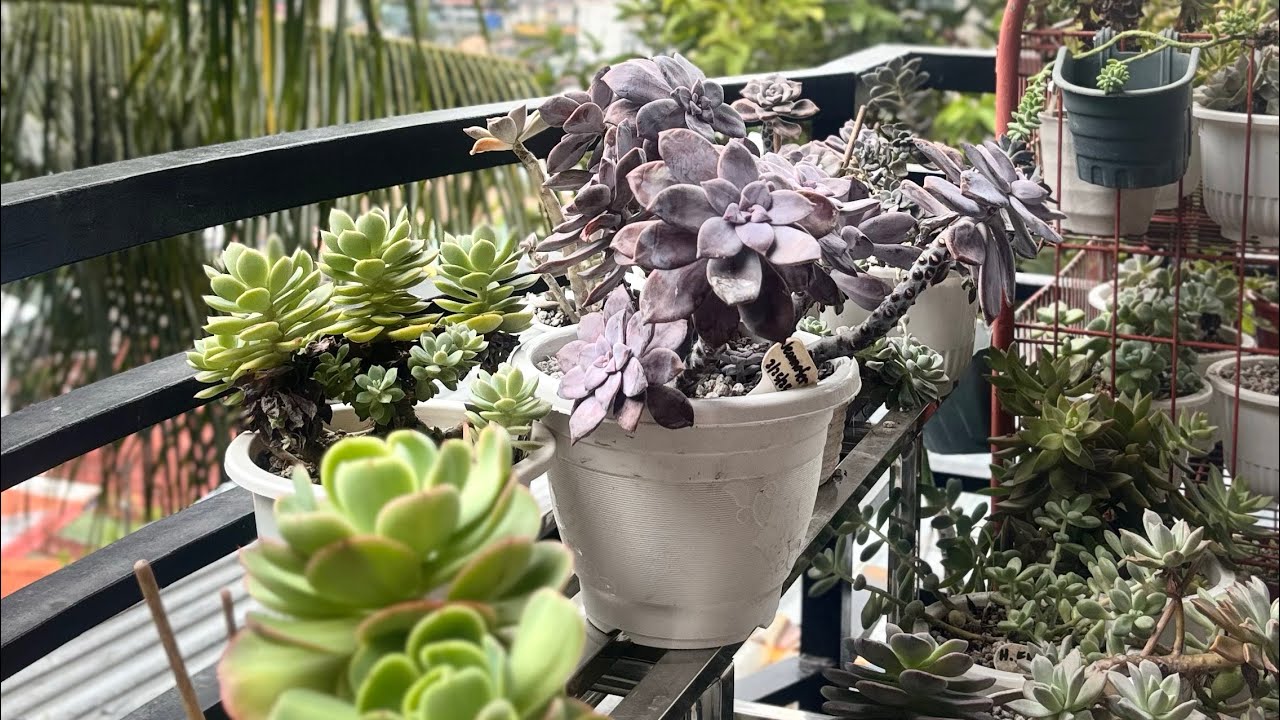 KINUMUSTA KO ANG AKING MGA SUCCULENTS