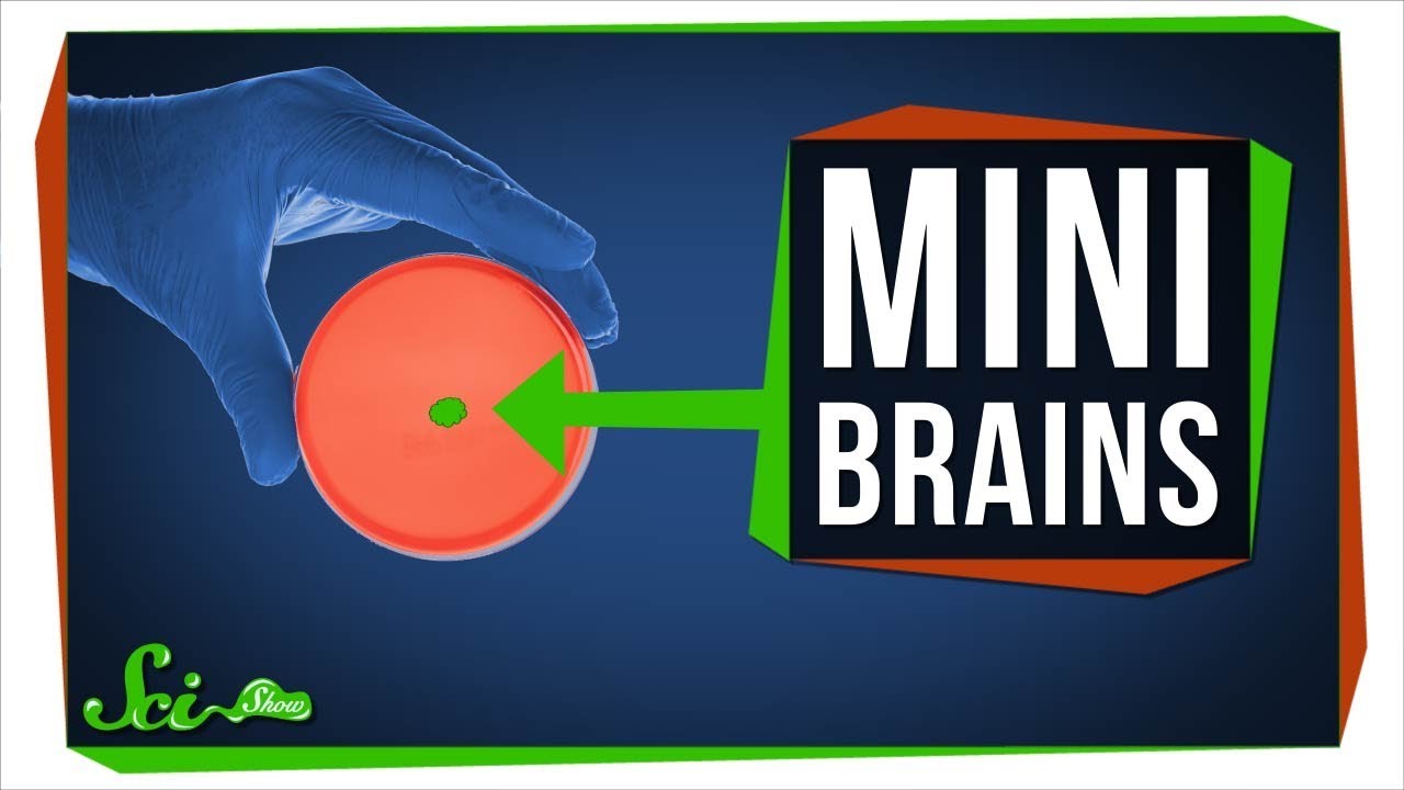 What Growing Mini Brains Has Taught Us, And What's Next