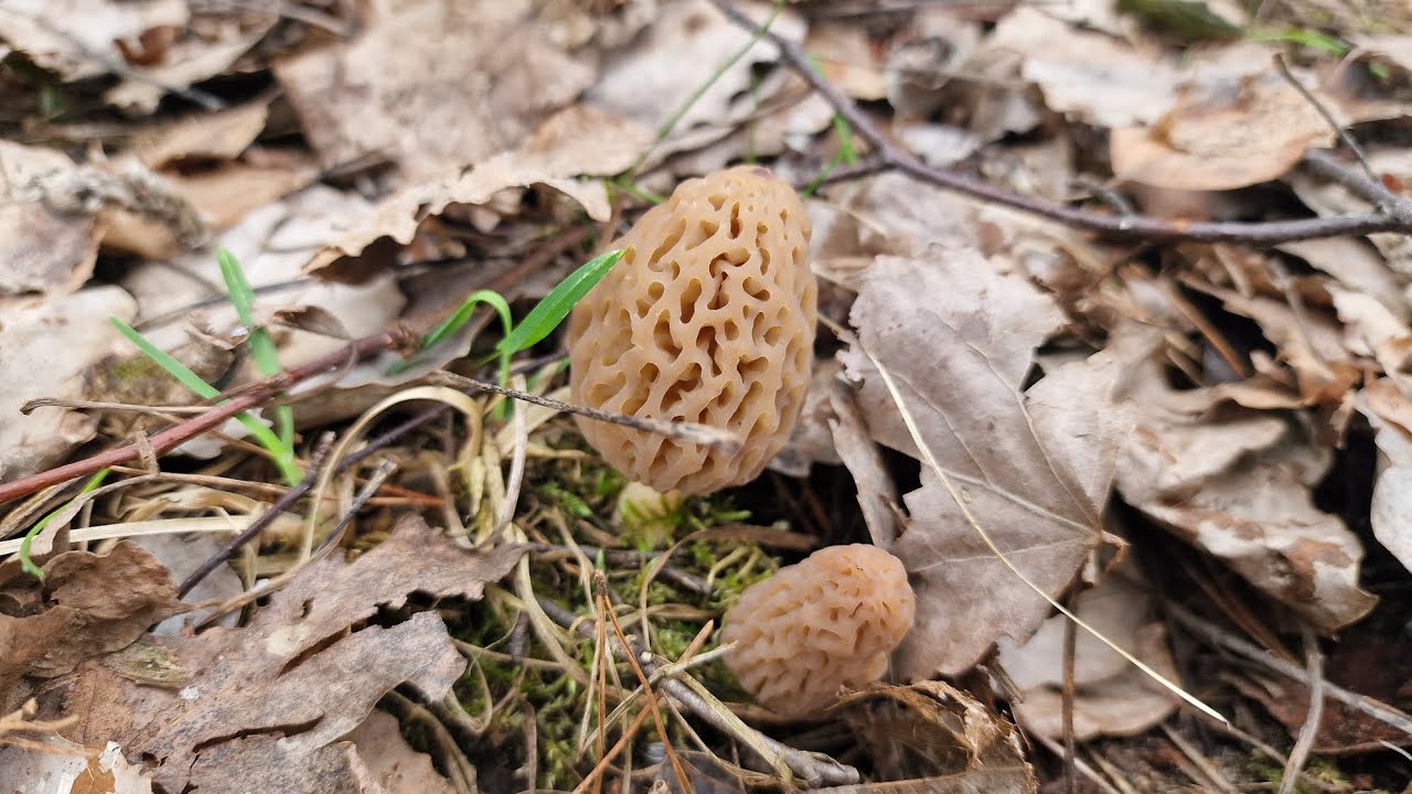 SMARDZE już są pokażę wam. 