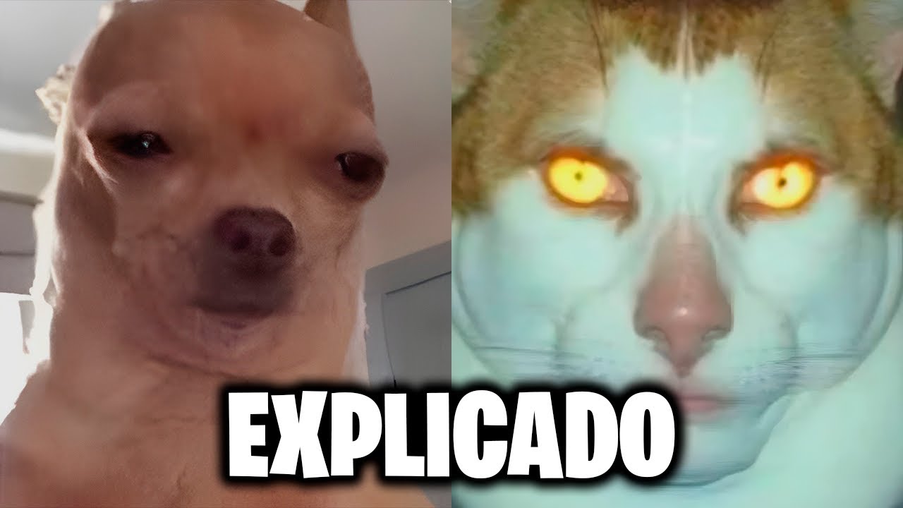 Como os animais estão cantando nos memes? Explicado