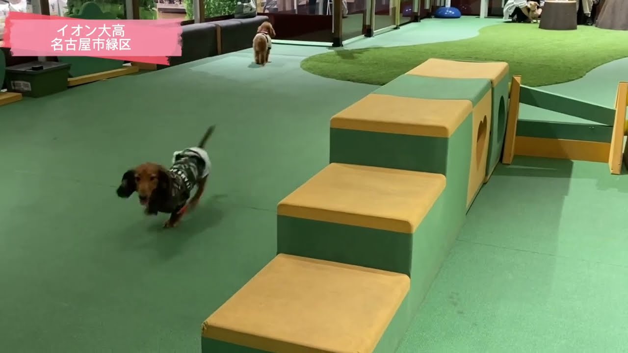 【愛犬とお出かけ】室内ドッグラン/名古屋市緑区イオン大高店【ミニチュアダックス犬多頭飼】