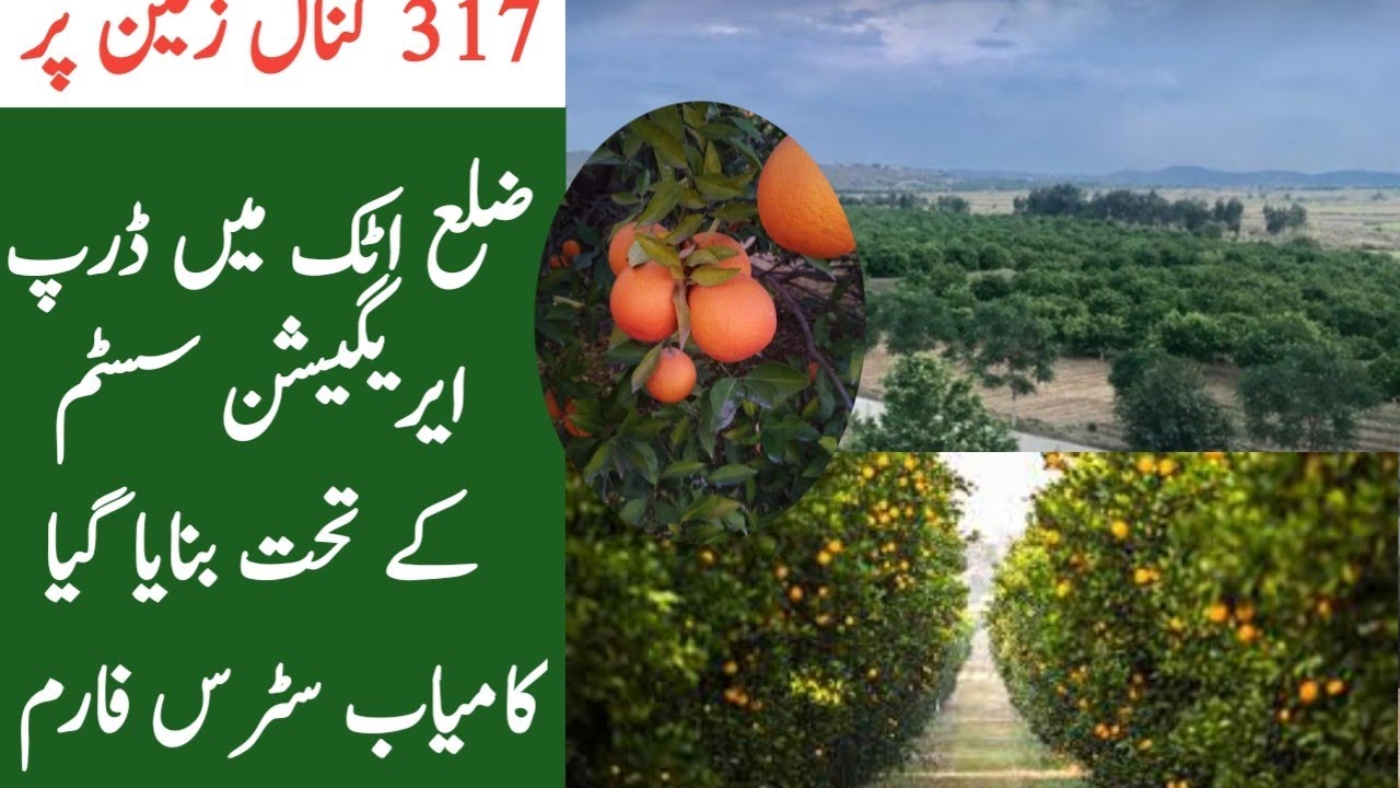 Citrus farming in Pakistan|| Drip irrigation system for citrus|| Kinno farming in Pakistan
