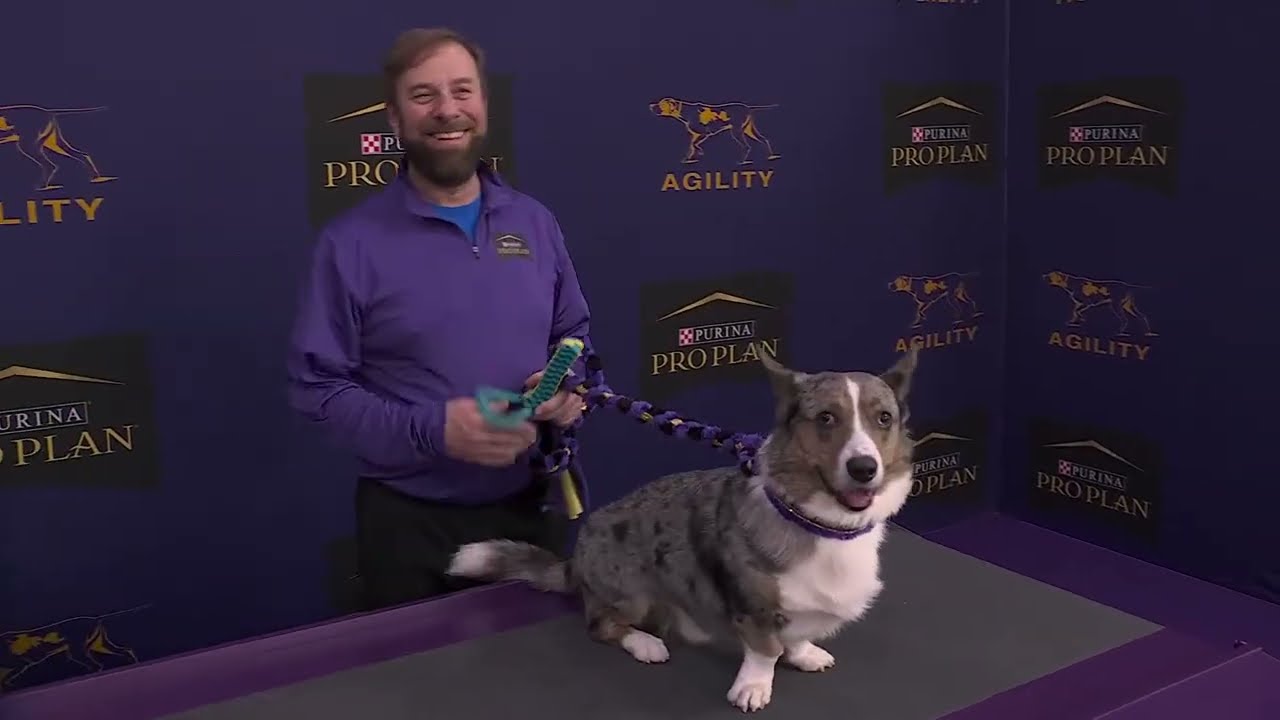 Masters Agility Championship Finals | Westminster Kennel Club 2026
