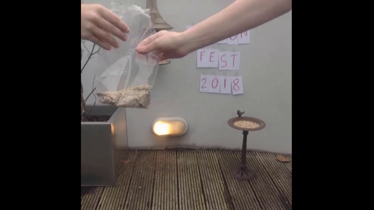 5 hour pigeon fest 2018 highlights!!1!1!!