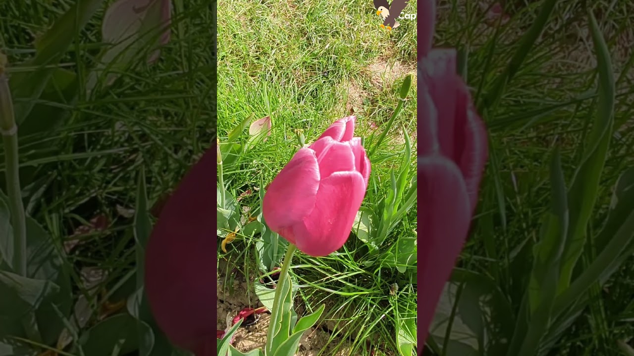 #Flowers