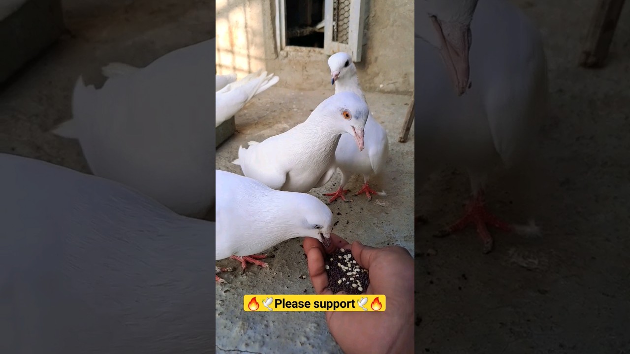 Pigeon feed🕊️🔥 #pigeon #kabootar #pigeonlover #viral #youtubeshorts #animals #pigeonpigeon