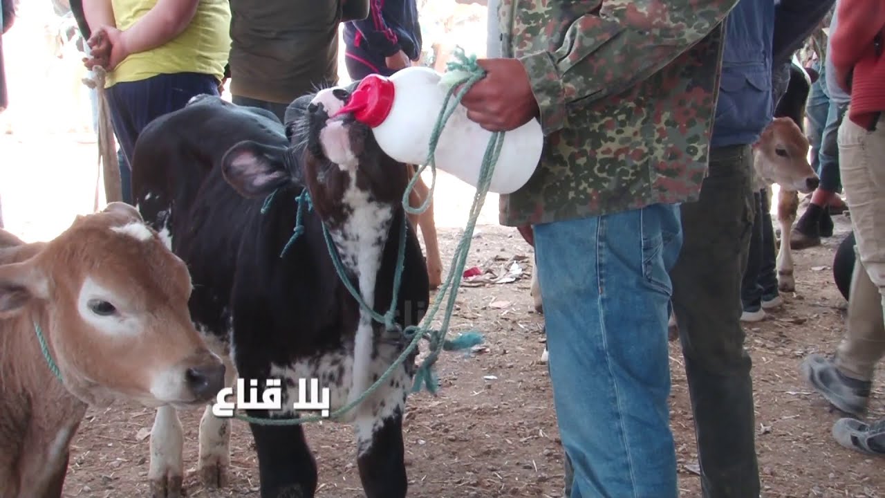 بقرة خمسة نجوم ب5ملاين وعجول عمرو عام بمليون ونصف وماحبش يتباع..نقاش سااخن في الرحبة بين فلاح وقشار!