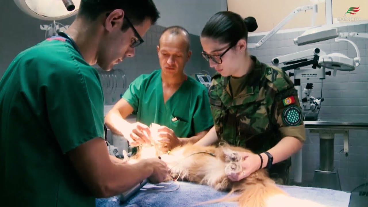 6.º Aniversário da Unidade Militar de Medicina Veterinária