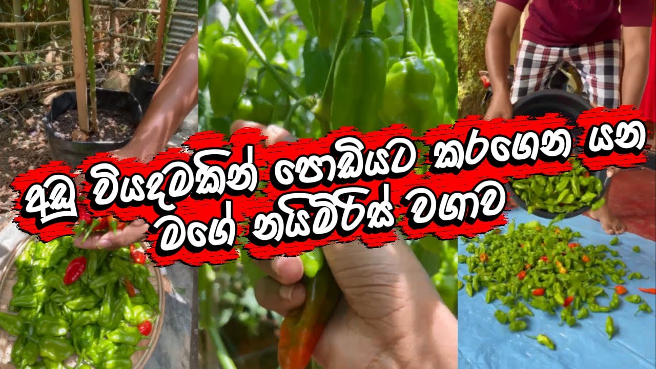නයිමිරිස් වගා කරන්න ඔය කියන තරං වියදමක් යනවද Naimiris Scotch Bonnet Dark Green