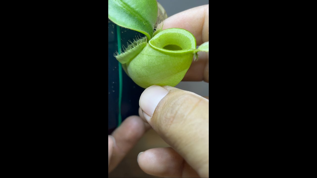 INTRODUCING MY NEPENTHES AMPULLARIA