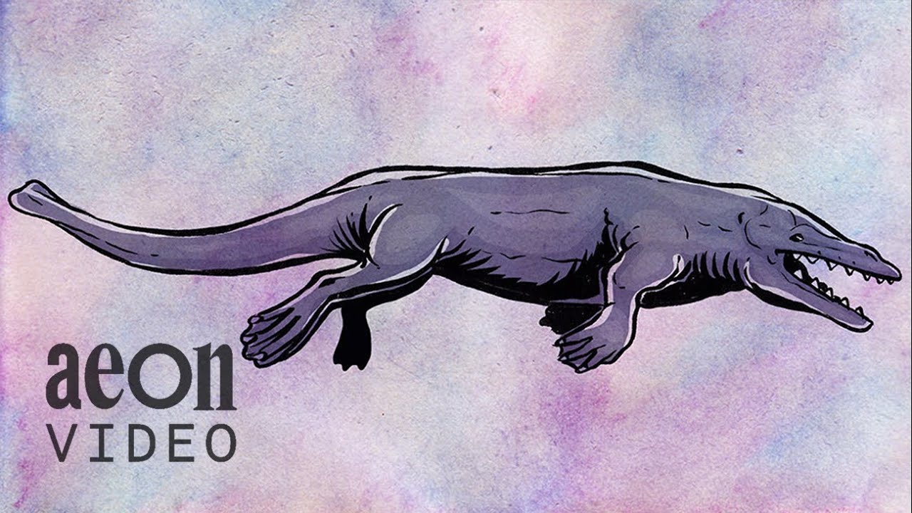 The whale’s journey from land to sea | Whalevolution