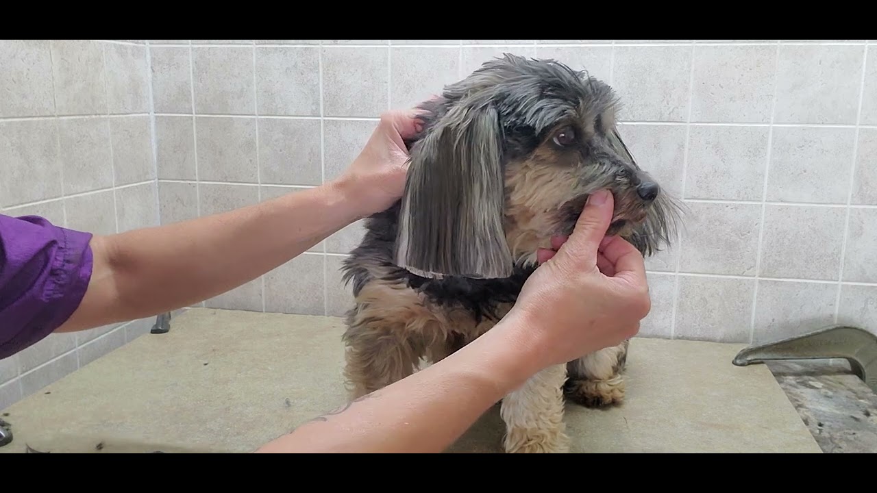 How to cut straight cut ears, long ears, dog grooming, scissor cut, growing out ears