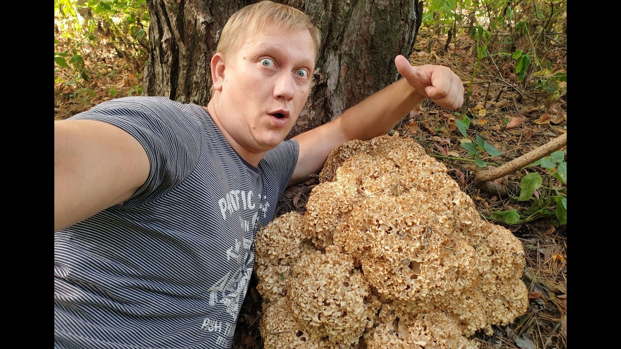 САМЫЙ БОЛЬШОЙ ГРИБ В РОССИИ !!! ГРИБ БАРАН   СПАРАССИС КУРЧАВЫЙ !!! ЭТО РЕКОРД !!! Грибы 2020 !