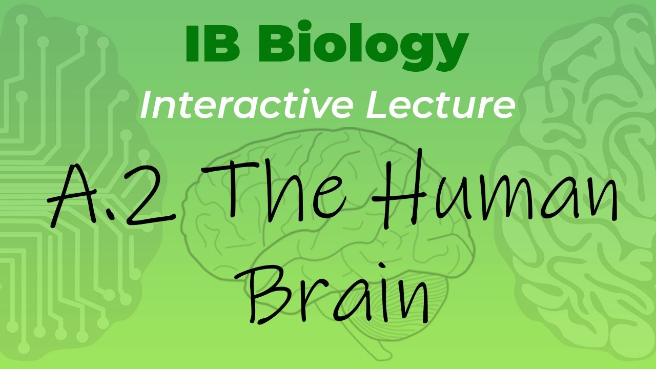 [OLD] IB Biology A.2 - The Human Brain - Interactive Lecture