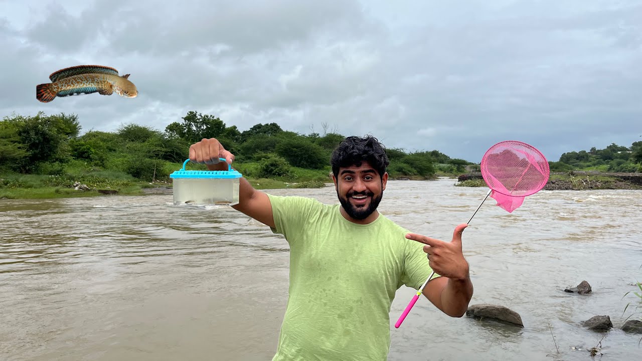 Beautiful Red Snake Head Fish Mile Aaj River Fishing 🎣