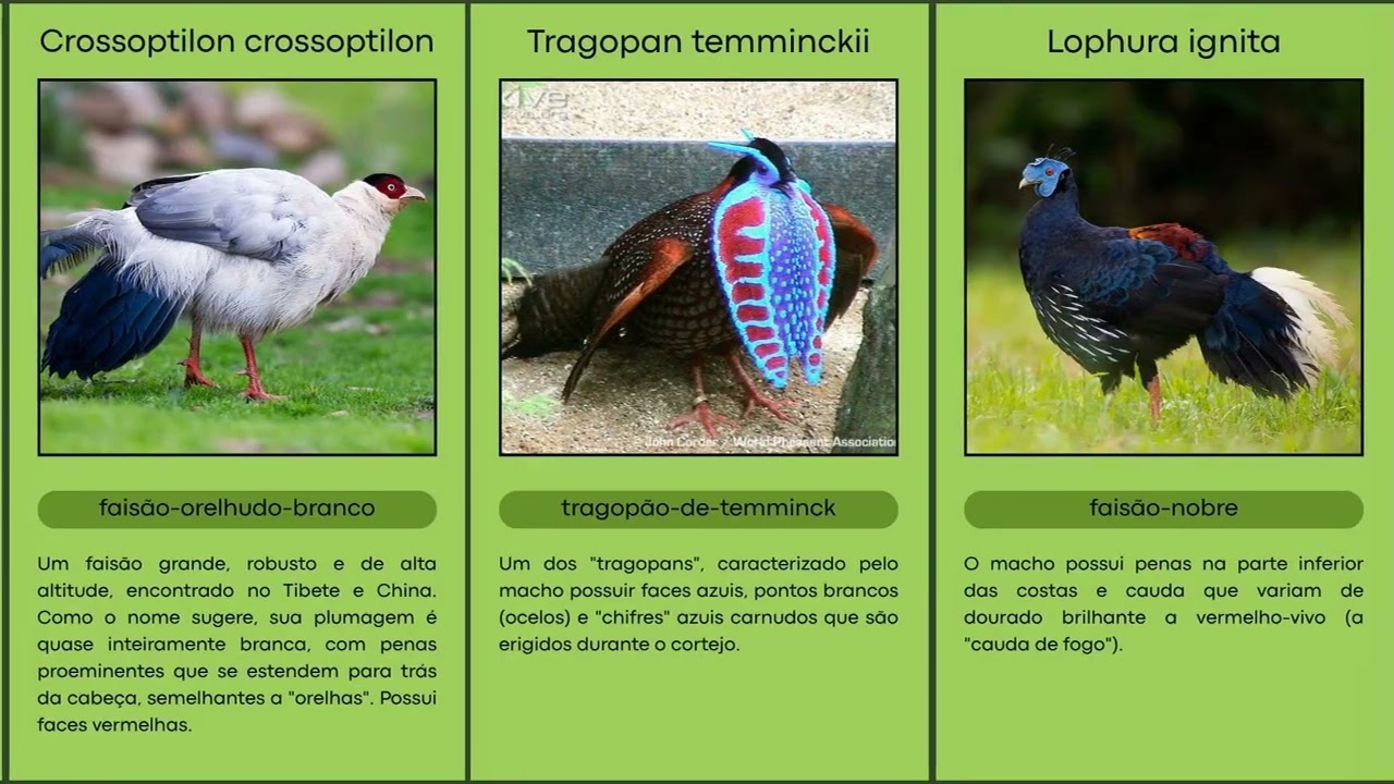 21 especies de FAIS&Atilde;O