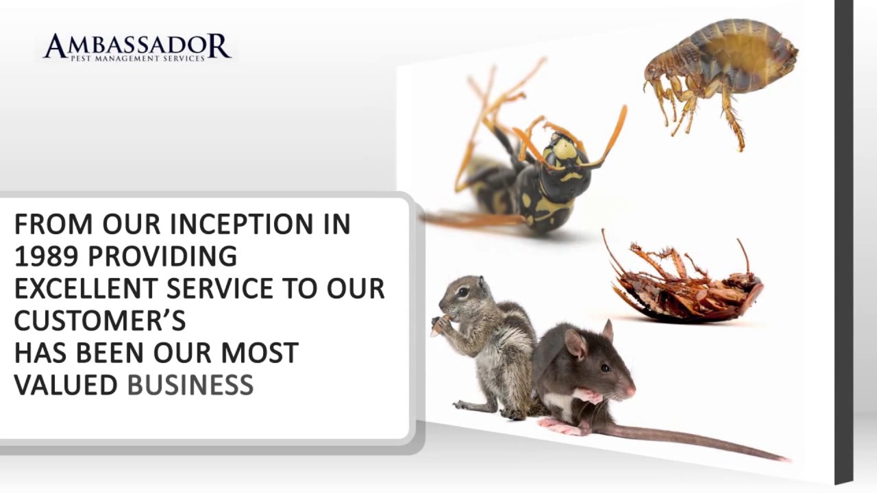Pest Directory Pest Pages Ants  866-632-0088 1401 Forsythe Road West Palm Beach, FL, 33405