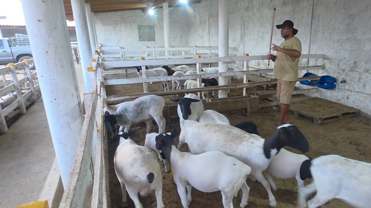 VISITA A ESTRUTURA DO CRIADOR ZAU DAS OVELHAS EM TAQUARITINGA DO NORTE-PE 