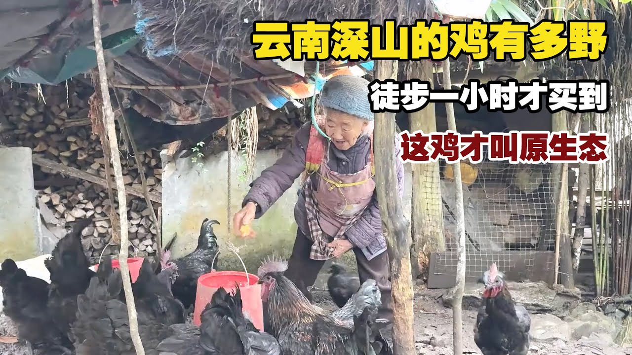 云贵深山的鸡有多野？徒步1小时才买到，差别太大了！【小白的奇幻旅行】