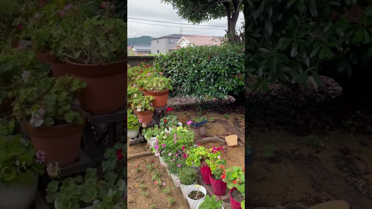 Geraniums after heavy rain #plants #nature #flowers #gardenplants #garden #gardenflowers #gardening