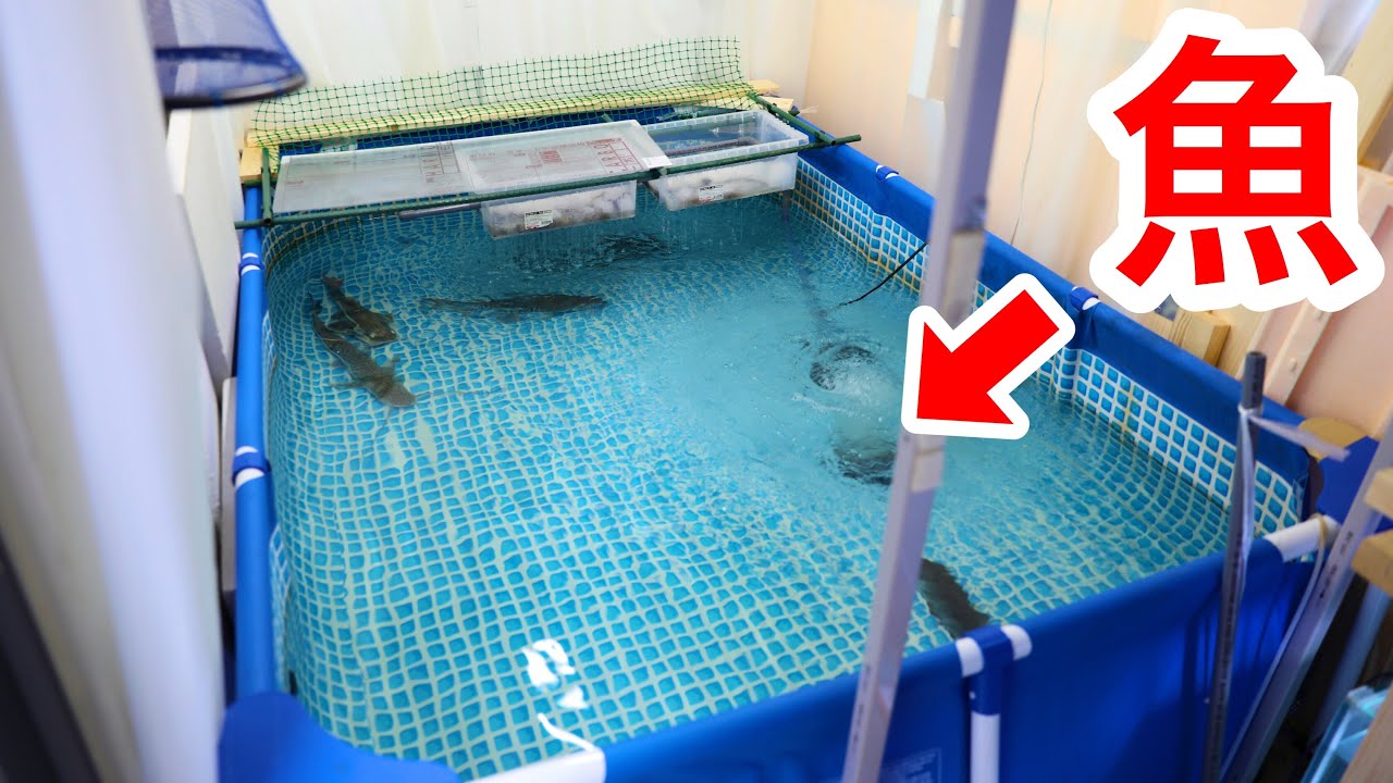 室内にプールを置いて大型魚を飼育するマニアの家がヤバ過ぎたｗｗｗ