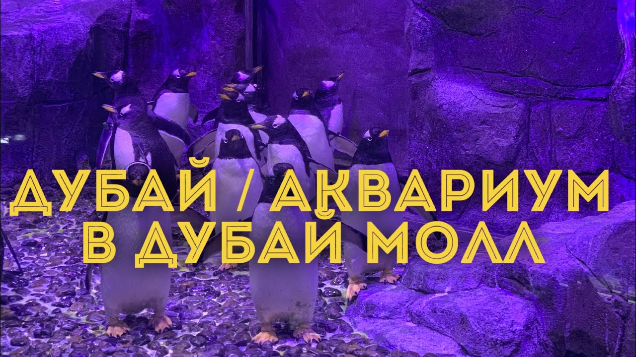 ДУБАЙ 2020 / Аквариум в Дубай Молл / Пингвины в аквариуме