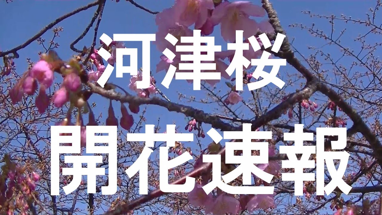 キャンピングカー15・道の駅上関海峡と河津桜