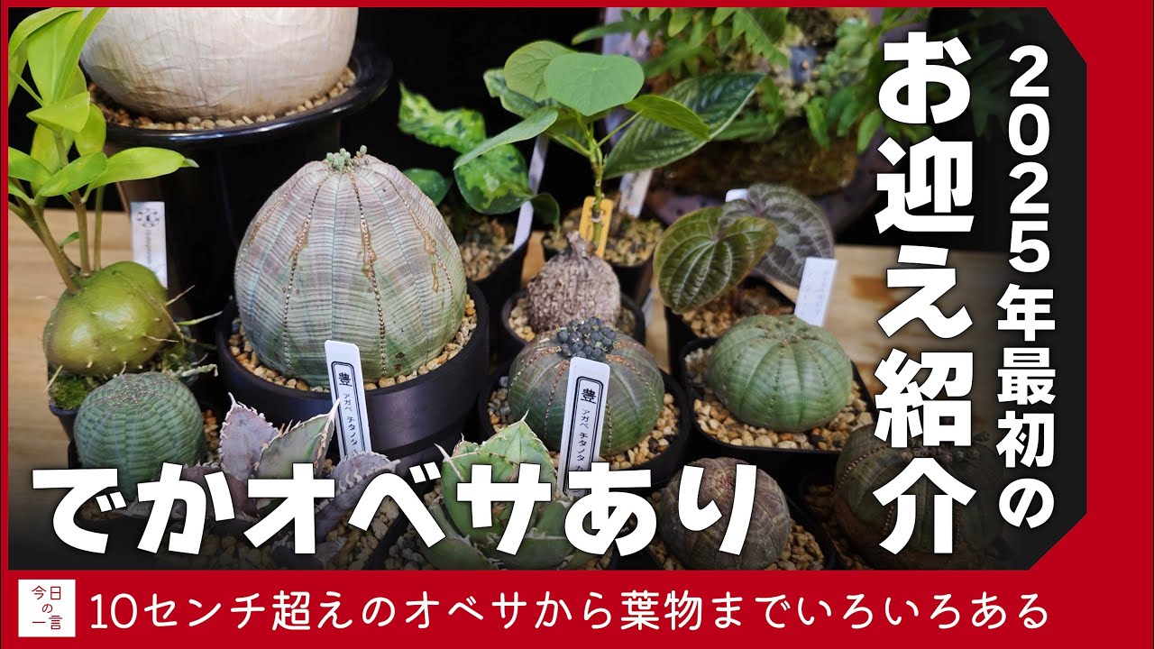 10cm超えの巨大オベサから綺麗な葉物までいろいろお迎えしたので紹介したい【アガベ・塊根・多肉】