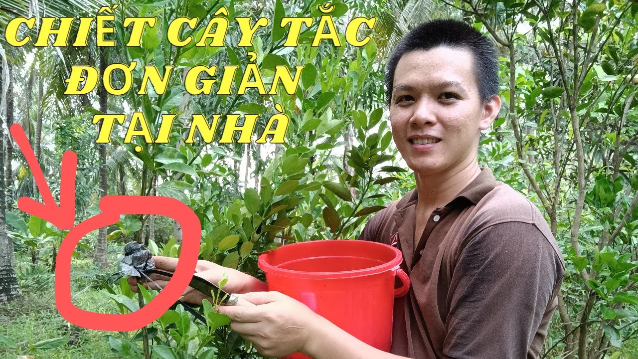 Cách chiết cây tắc ( quất) đơn giản | Ai cũng làm được!