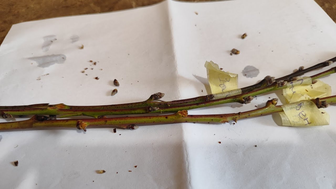 Прогноз на врожай персика в 2026 р. невтішний