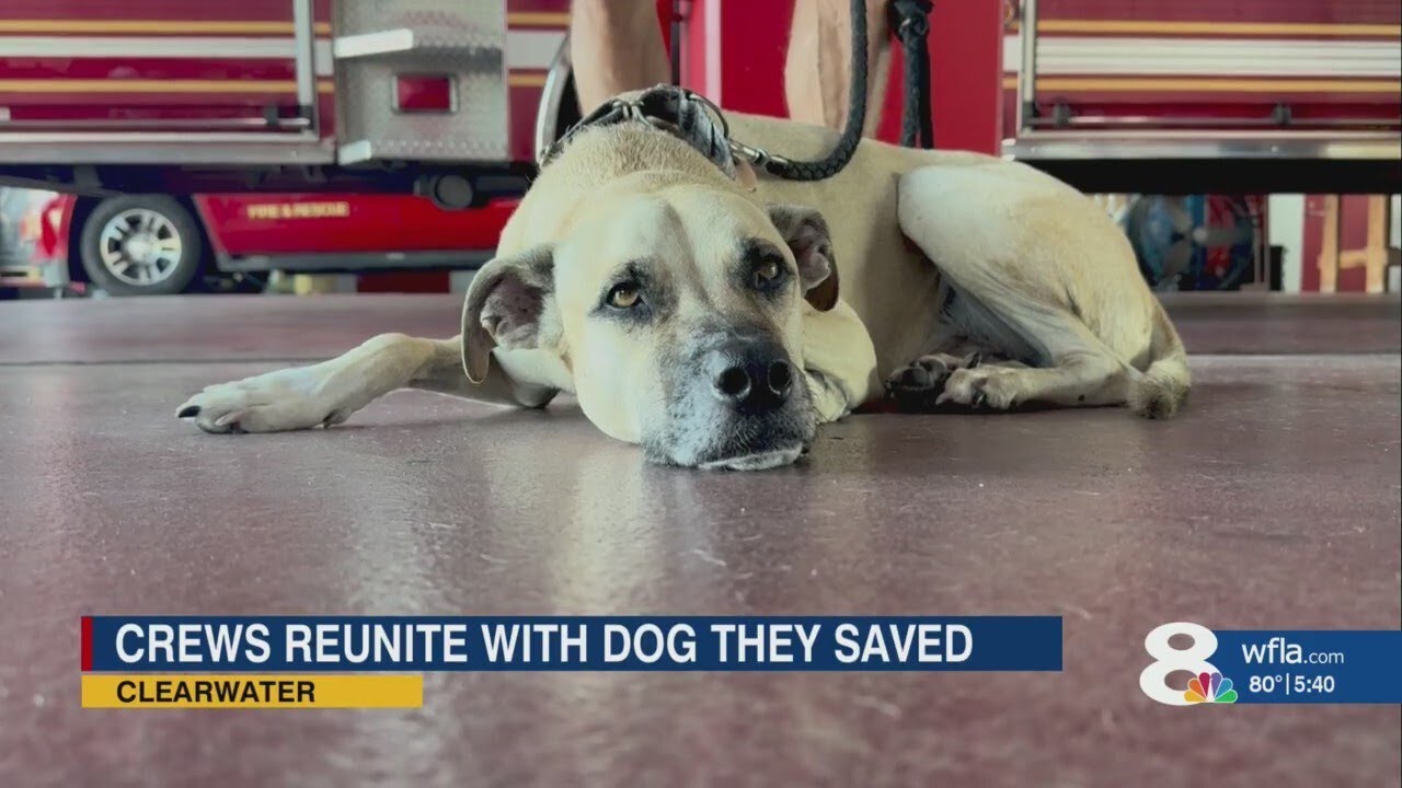 Clearwater firefighters reunite with dog they saved from house fire