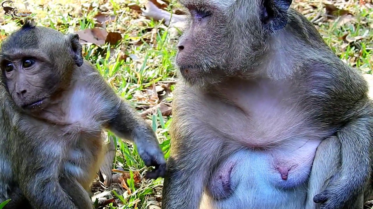 Why mom Popeye fight Sweetpea/Cry Seizure Request Milk/Wild Monkey