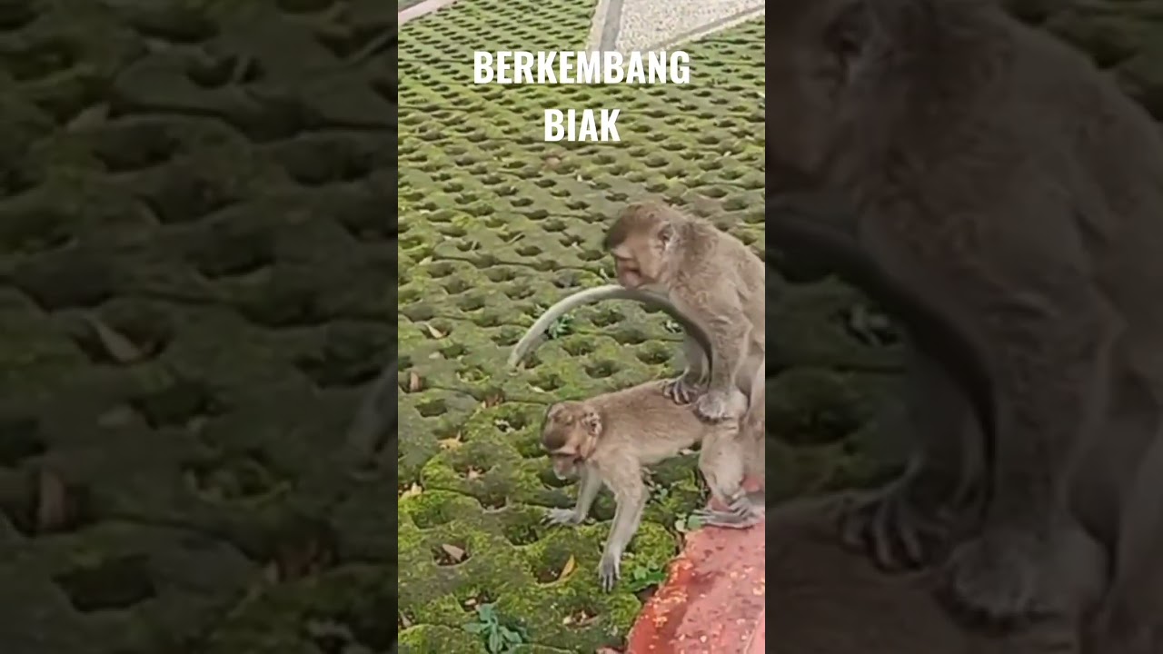 monyet ekor panjang berkembang biak#shorts
