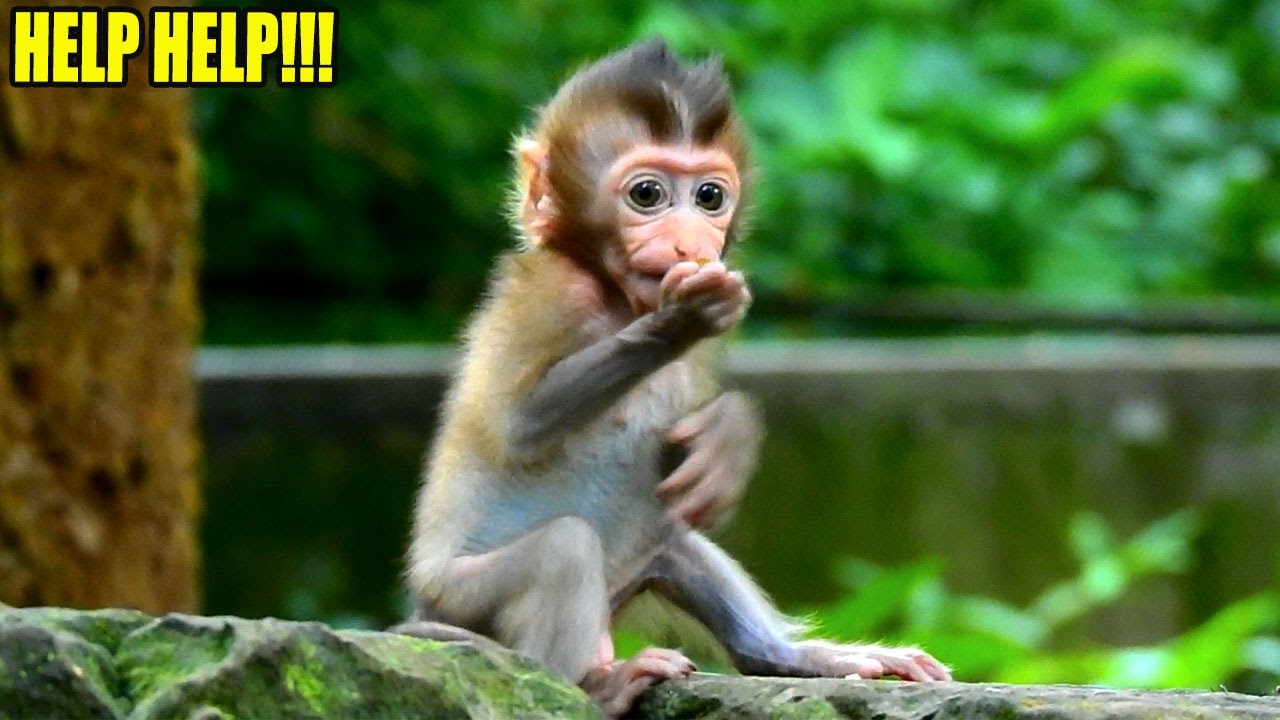 BREAKING NEWS! POOR BB RAINBOW ESCAPED FROM CATCHING OF ASHLEY'S DAUGHTER PRETTY.