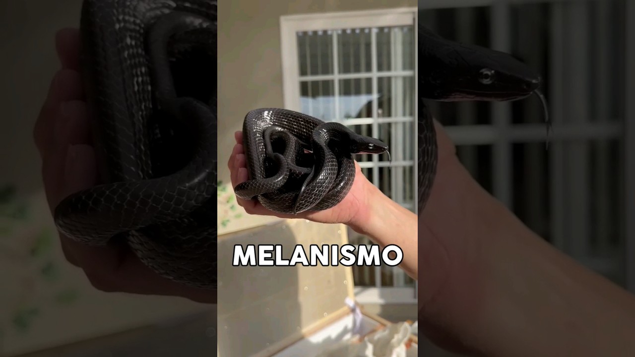 Albinismo y Melanismo #albino #albinism #melanina #melanism #albinismo #melanismo #animales