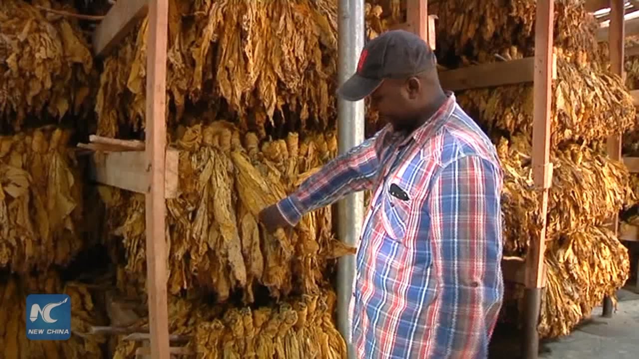 Chinese-funded tobacco farmers in Zimbabwe gear up for 2017 marketing season