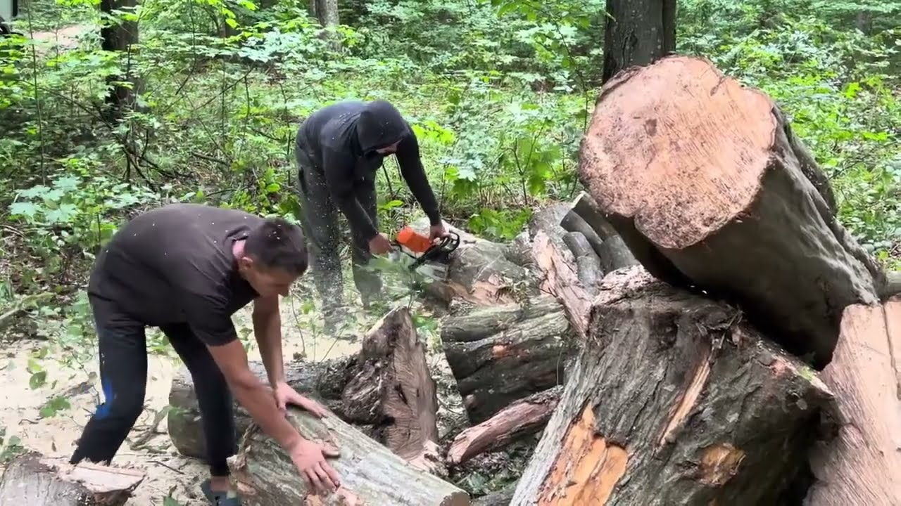 Monster Hardwood vs Stihl MS 462 C‑M