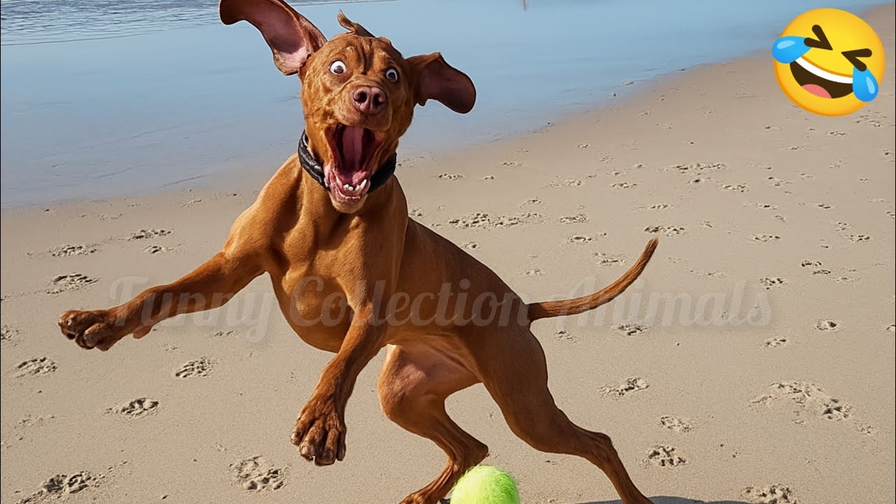 New Funny Video of Dogs🐕 and Cats🐈 Best funny and cute videos of ANIMALS 🤣2025