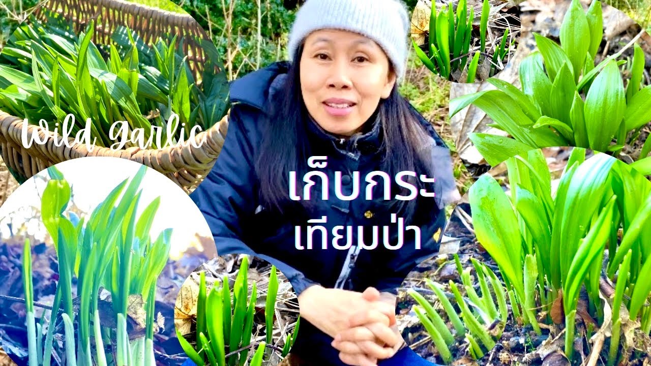 เก็บกระเทียมป่ามาคั่นส้มผักถ่าหมู่คนไทย.. Harvest and Cooking with Wild Garlic#เก็บกระเทียมป่าอังกฤษ