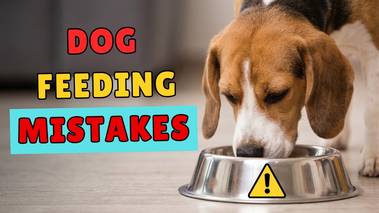 Most Dogs Aren’t Sick... They’re Just FED the Wrong Way